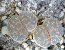 Lithops.2011