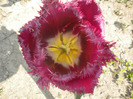 DSCN0963