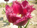DSCN0964