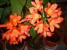 DSCN1050