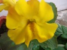 imaginile mele 013