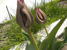 DSCN0966