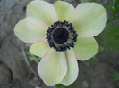 DSCN1081