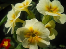 DSCN1087