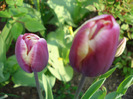 Tulipa Atlantis (2011, April 27)