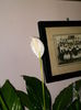 aprilie 062