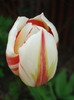 Tulipa Happy Generation (2011, April 27)