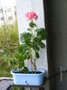 scoasa afara in balcon