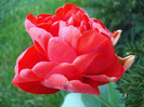 Tulipa Red (2011, April 23)