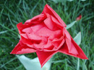 Tulipa Red (2011, April 24)