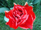 Tulipa Red (2011, April 24)