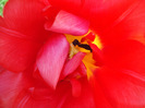 Tulipa Red (2011, April 25)