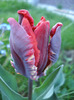 Tulipa Rococo (2011, April 23)