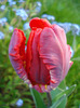 Tulipa Rococo (2011, April 24)