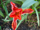Tulipa Rococo (2011, April 24)