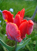 Tulipa Rococo (2011, April 24)
