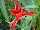 Tulipa Rococo (2011, April 24)