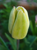 Tulipa Shirley (2011, April 24)