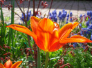 Tulipa Synaeda Orange (2011, April 21)