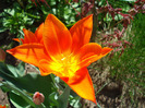 Tulipa Synaeda Orange (2011, April 21)