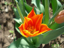 Tulipa Synaeda Orange (2011, April 21)