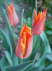 Tulipa Synaeda Orange (2011, April 22)