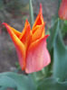 Tulipa Synaeda Orange (2011, April 22)