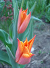 Tulipa Synaeda Orange (2011, April 22)