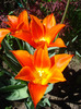 Tulipa Synaeda Orange (2011, April 25)