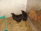 Gaini Australorp