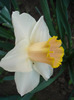 Daffodil Salome (2011, April 27)