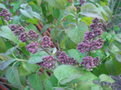 Syringa vulgaris_Lilac (2011, April 23)