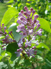 Syringa vulgaris_Lilac (2011, April 25)