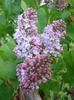 Syringa vulgaris_Lilac (2011, April 27)