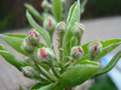Pear Tree Blossom (2011, April 16)