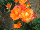 Picture 063