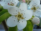 Pear Tree Blossom (2011, April 24)