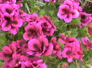 DSC02869