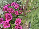 DSC02870