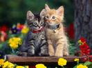 doua-pisici-dragute-cats-wallpapers-poze-pisici-pisicute-geniale1