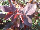 Rose leaves (2011, April 25)