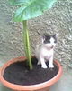 IMG0243A