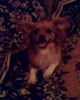 IMG0274A