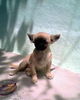 IMG0269A