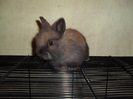 fetita