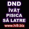 dnd invat pisica sa latre