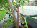 DSC02709