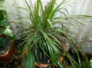 dracena