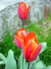 DSC00002