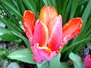 DSC00007